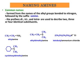 • Common names:
- formed from the names of the alkyl groups bonded to nitrogen,
followed by the suffix –amine.
- the prefixes di-, tri-, and tetra- are used to decribe two, three
or four identical substituents.
CH3 CH2 NH2
ethylamine
CH3 CH2 N
CH3
CH3
ethyldimethylamine
(CH3CH2CH2CH2)4N+ -
CI
tetrabutylammonium chloride
N
CH3
CH3
cyclohexyldimethylamine
NAMING AMINES
 