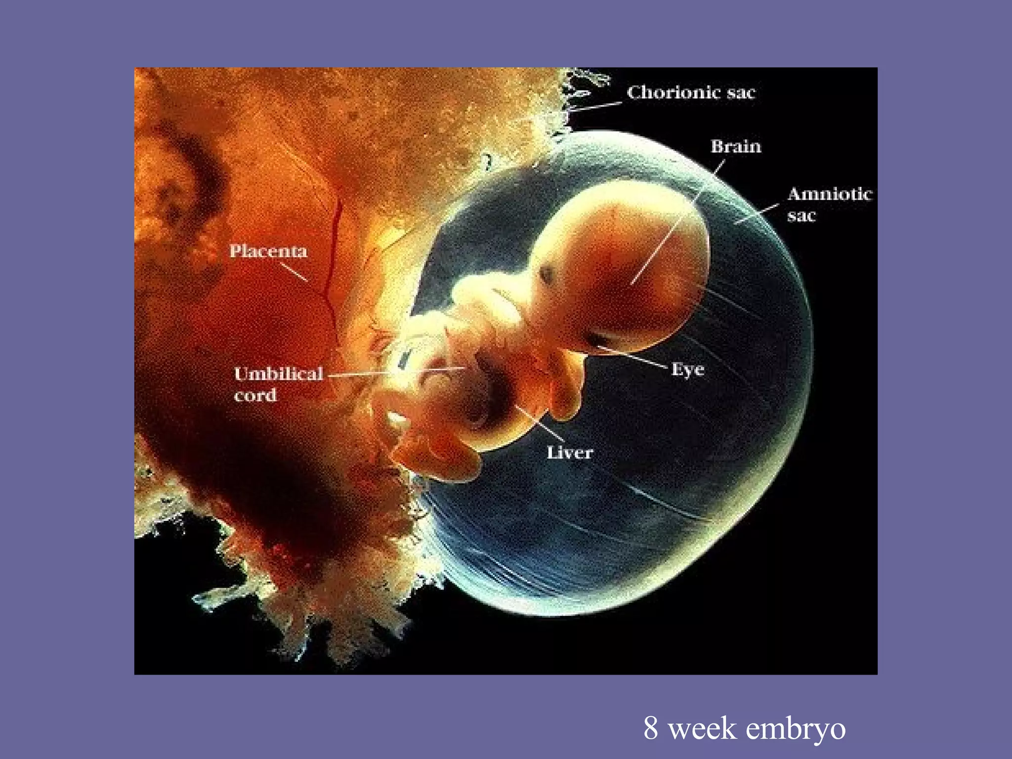 8 week embryo 