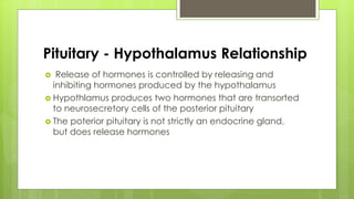 Pituitary - Hypothalamus Relationship
 Release of hormones is controlled by releasing and
inhibiting hormones produced by the hypothalamus
 Hypothlamus produces two hormones that are transorted
to neurosecretory cells of the posterior pituitary
 The poterior pituitary is not strictly an endocrine gland,
but does release hormones
 