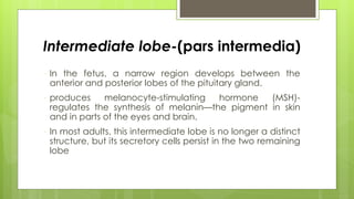 Intermediate lobe-(pars intermedia)
 In the fetus, a narrow region develops between the
anterior and posterior lobes of the pituitary gland.
 produces melanocyte-stimulating hormone (MSH)-
regulates the synthesis of melanin—the pigment in skin
and in parts of the eyes and brain.
 In most adults, this intermediate lobe is no longer a distinct
structure, but its secretory cells persist in the two remaining
lobe
 