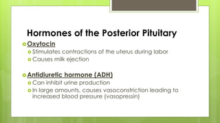 Hormones of the Posterior Pituitary
Oxytocin
 Stimulates contractions of the uterus during labor
 Causes milk ejection
Antidiuretic hormone (ADH)
 Can inhibit urine production
 In large amounts, causes vasoconstriction leading to
increased blood pressure (vasopressin)
 