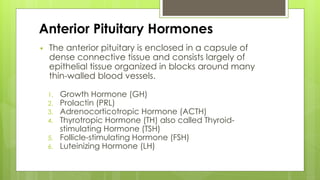 Anterior Pituitary Hormones
 The anterior pituitary is enclosed in a capsule of
dense connective tissue and consists largely of
epithelial tissue organized in blocks around many
thin-walled blood vessels.
1. Growth Hormone (GH)
2. Prolactin (PRL)
3. Adrenocorticotropic Hormone (ACTH)
4. Thyrotropic Hormone (TH) also called Thyroid-
stimulating Hormone (TSH)
5. Follicle-stimulating Hormone (FSH)
6. Luteinizing Hormone (LH)
 