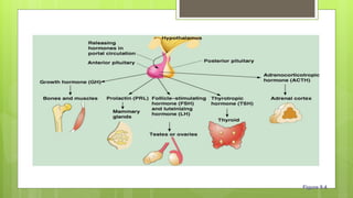 Hormones of the Anterior Pituitary
Figure 9.4
 