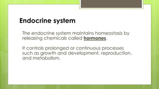Endocrine system
 The endocrine system maintains homeostasis by
releasing chemicals called hormones.
 It controls prolonged or continuous processes
such as growth and development, reproduction,
and metabolism.
 