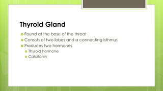 Thyroid Gland
 Found at the base of the throat
 Consists of two lobes and a connecting isthmus
 Produces two hormones
 Thyroid hormone
 Calcitonin
 
