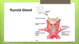 Thyroid Gland
Figure 9.6
 