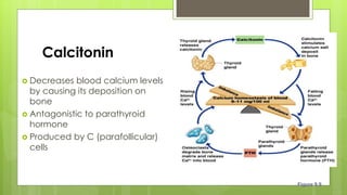 Calcitonin
 Decreases blood calcium levels
by causing its deposition on
bone
 Antagonistic to parathyroid
hormone
 Produced by C (parafollicular)
cells
Figure 9.9
 