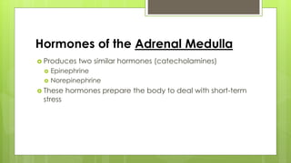 Hormones of the Adrenal Medulla
 Produces two similar hormones (catecholamines)
 Epinephrine
 Norepinephrine
 These hormones prepare the body to deal with short-term
stress
 