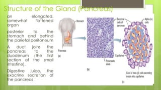 Structure of the Gland (Pancreas)
 an elongated,
somewhat flattened
organ
 posterior to the
stomach and behind
the parietal peritoneum
 A duct joins the
pancreas to the
duodenum (the first
section of the small
intestine).
 Digestive juice, the
exocrine secretion of
the pancreas
 