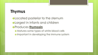 Thymus
Located posterior to the sternum
Largest in infants and children
Produces thymosin
 Matures some types of white blood cells
 Important in developing the immune system
 