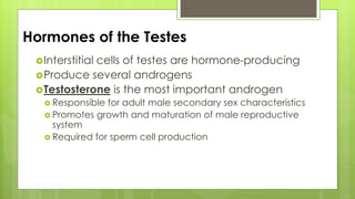 Hormones of the Testes
Interstitial cells of testes are hormone-producing
Produce several androgens
Testosterone is the most important androgen
 Responsible for adult male secondary sex characteristics
 Promotes growth and maturation of male reproductive
system
 Required for sperm cell production
 