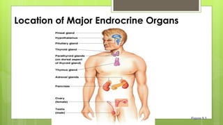 Location of Major Endrocrine Organs
Figure 9.3
 