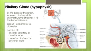 Pituitary Gland (hypophysis)
 at the base of the brain,
where a pituitary stalk
(infundibulum) attaches it to
the hypothalamus.
 about 1 centimeter in
diameter
 consists of:
 anterior pituitary or
anterior lobe
 posterior pituitary, or
posterior lobe
 