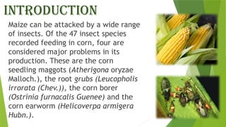 Applied Agricultural Entomology Insect pest of Corn | PPTX