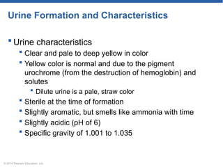 Chapter-XV-The-Urinary-Systemmmmmmm.pptx