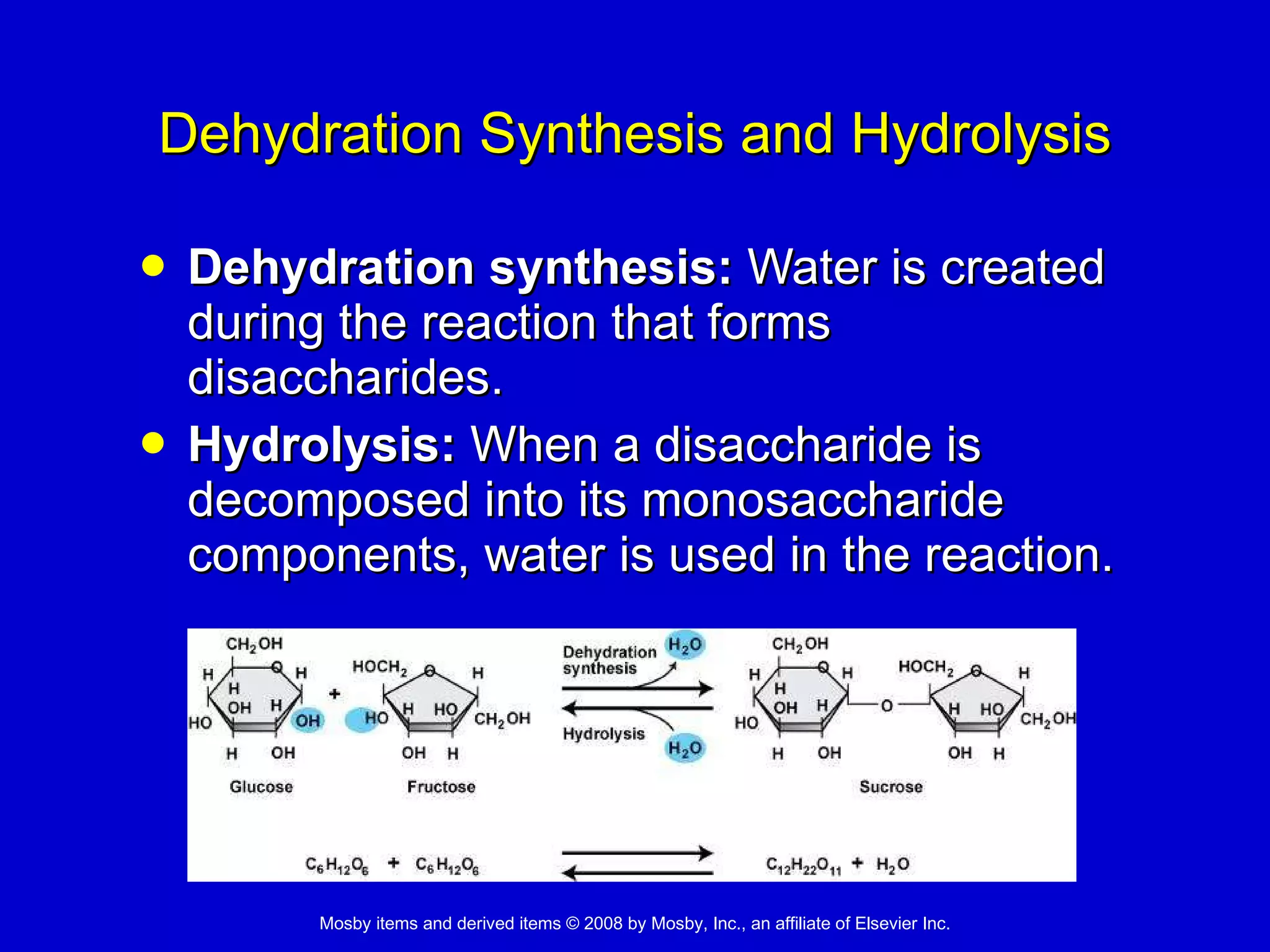 Dehydration Synthesis and Hydrolysis Dehydration synthesis:  Water is created during the reaction that forms disaccharides. Hydrolysis:  When a disaccharide is decomposed into its monosaccharide components, water is used in the reaction. 