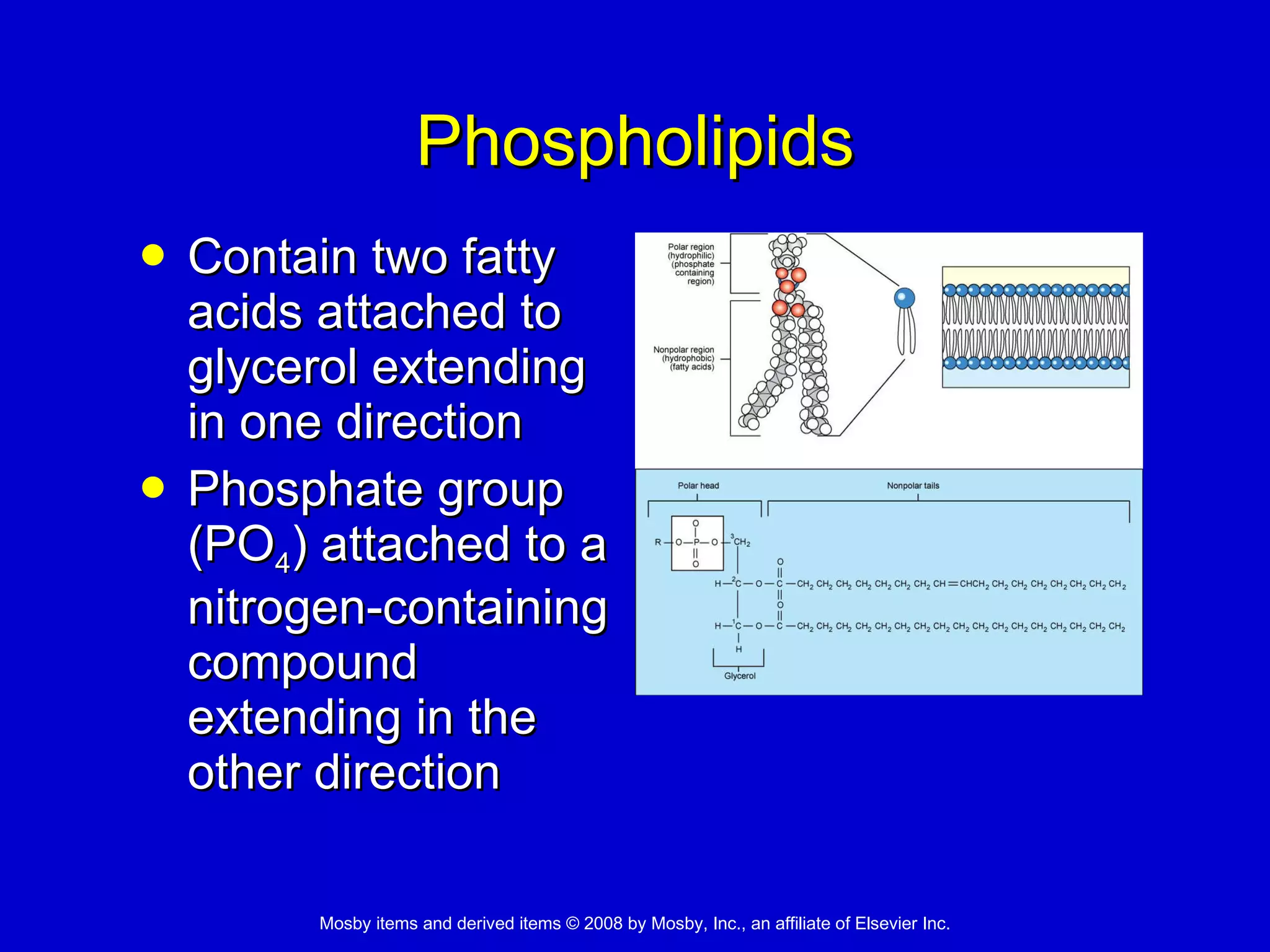 Phospholipids Contain two fatty acids attached to glycerol extending in one direction  Phosphate group (PO 4 ) attached to a nitrogen-containing compound extending in the other direction 