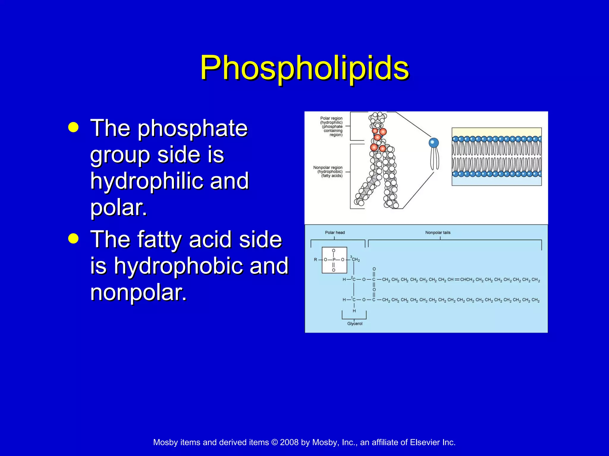 Phospholipids The phosphate group side is hydrophilic and polar. The fatty acid side is hydrophobic and nonpolar. 