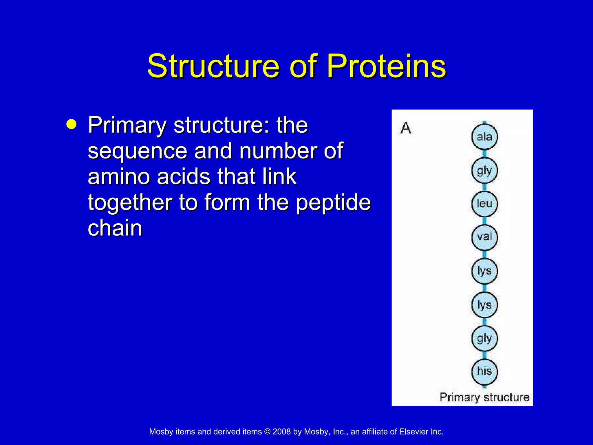 Structure of Proteins Primary structure: the  sequence and number of  amino acids that link  together to form the peptide  chain 