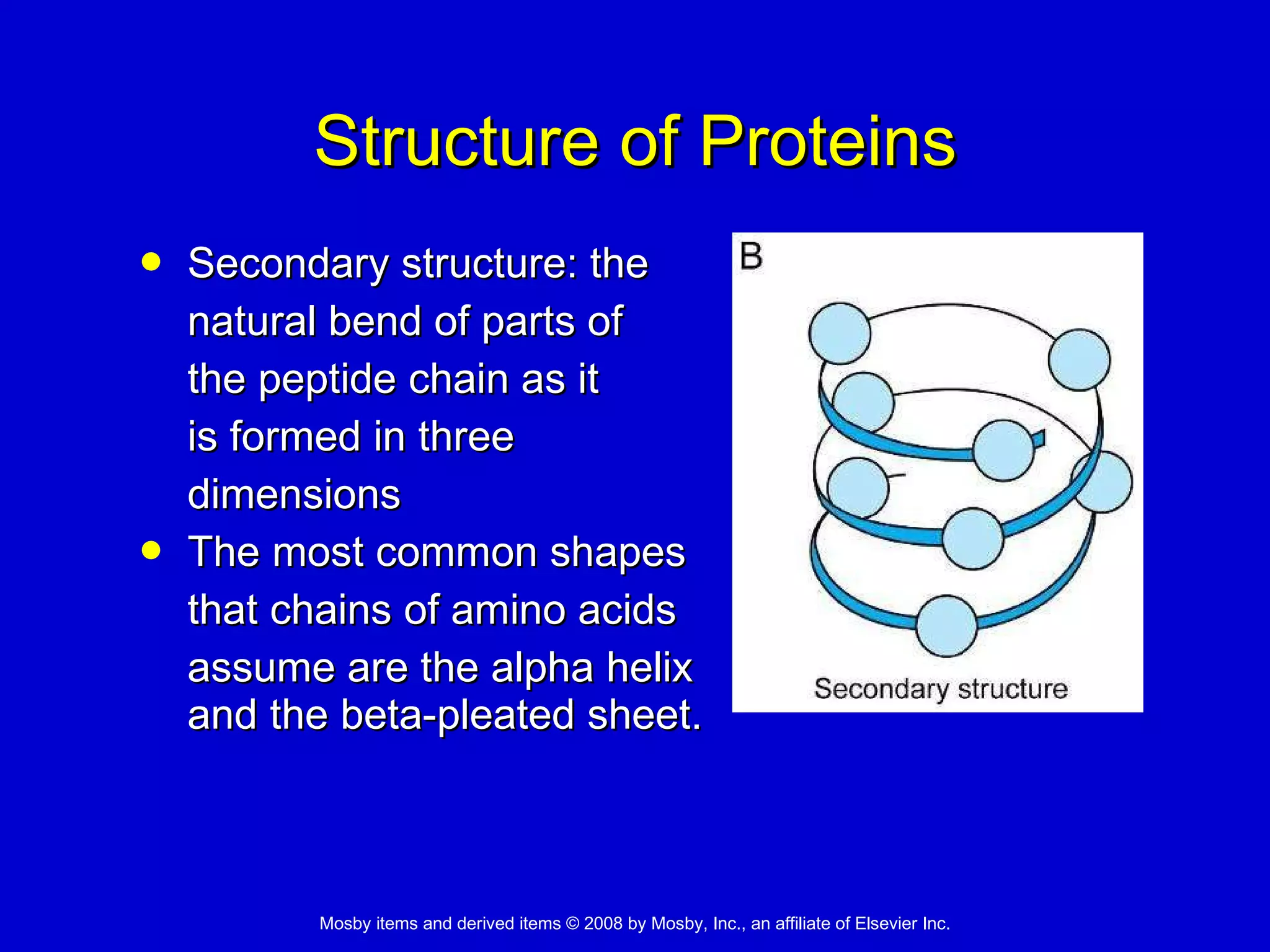 Structure of Proteins Secondary structure: the  natural bend of parts of  the peptide chain as it  is formed in three  dimensions The most common shapes  that chains of amino acids  assume are the alpha helix  and the beta-pleated sheet. 