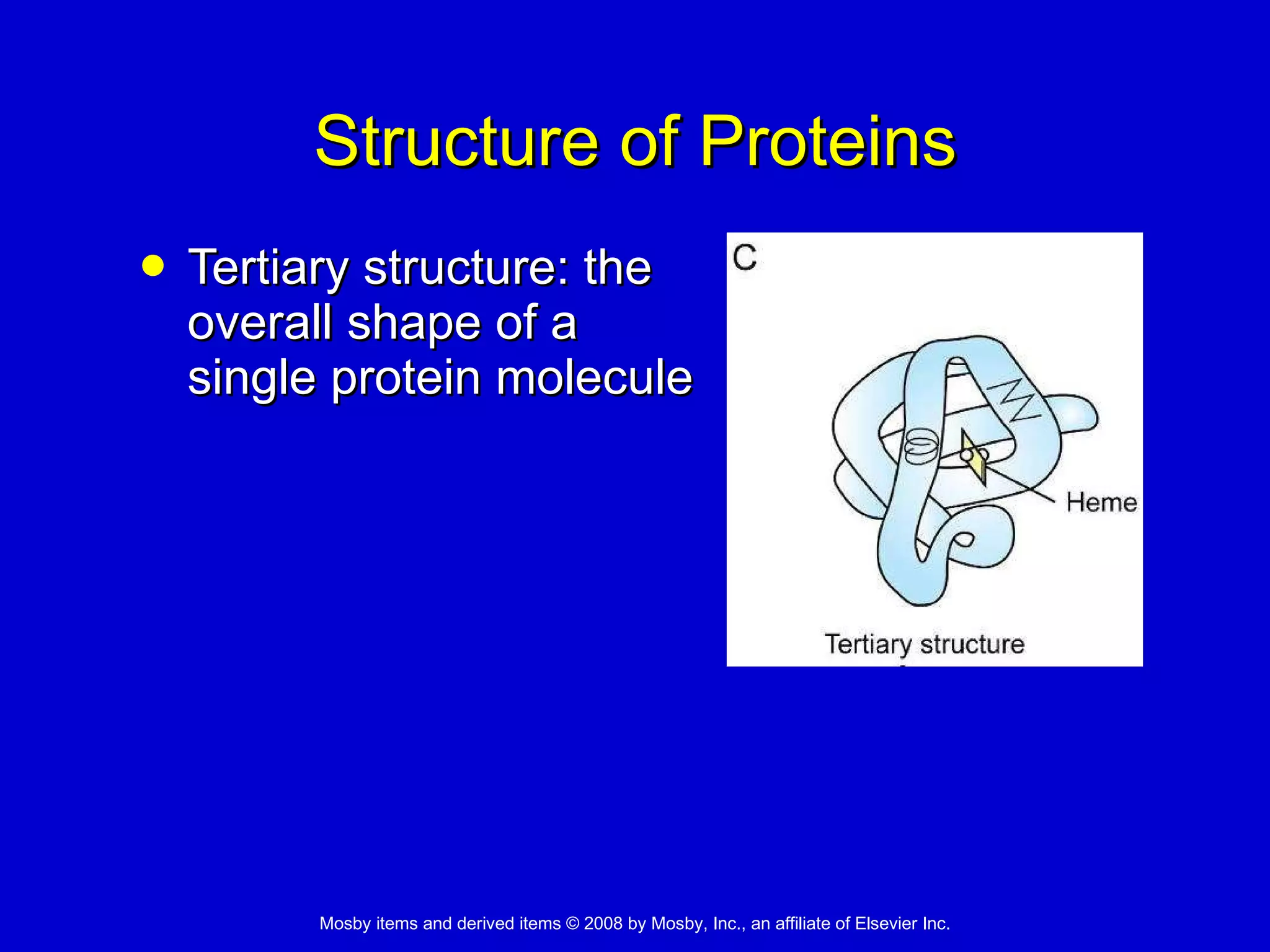 Structure of Proteins Tertiary structure: the overall shape of a single protein molecule 