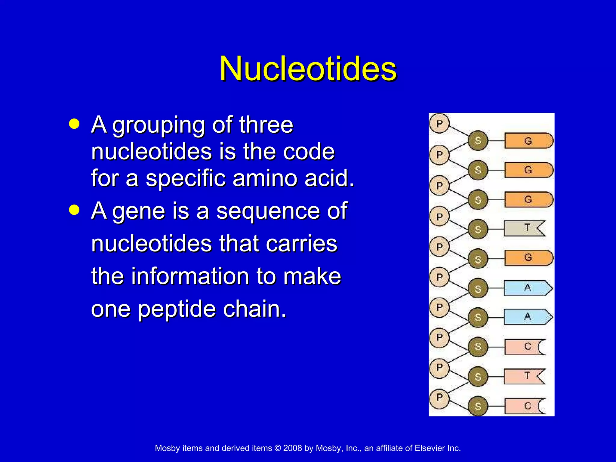 Nucleotides A grouping of three  nucleotides is the code  for a specific amino acid.  A gene is a sequence of  nucleotides that carries  the information to make  one peptide chain.  