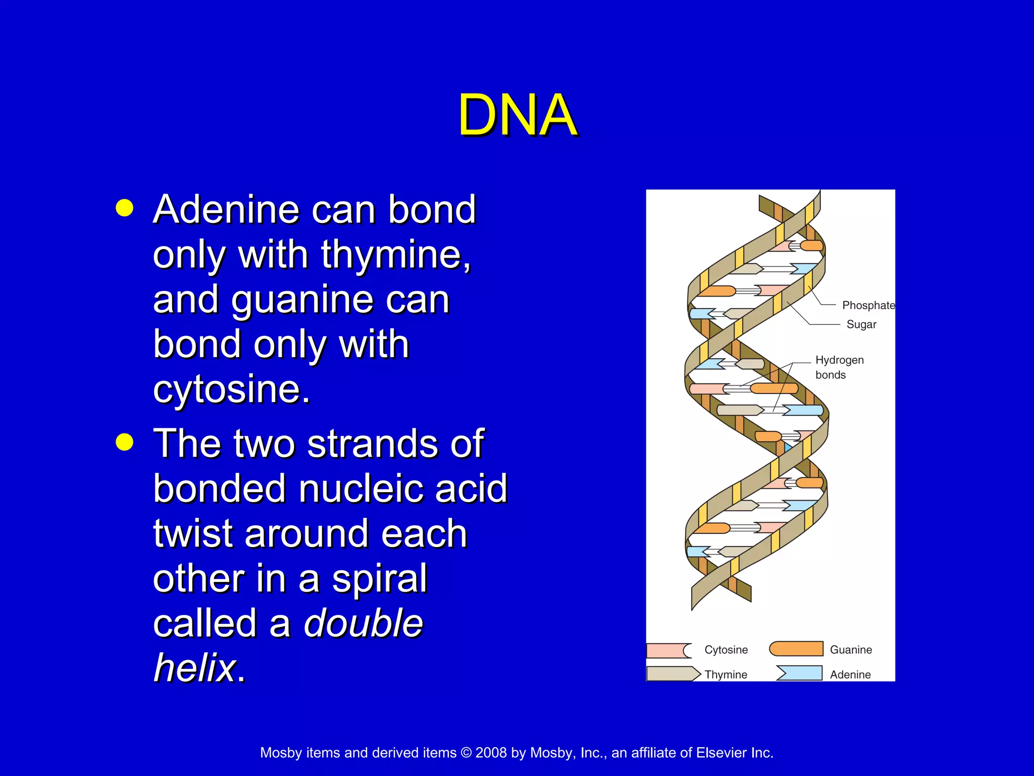 DNA Adenine can bond only with thymine, and guanine can bond only with cytosine.  The two strands of bonded nucleic acid twist around each other in a spiral called a  double helix . 