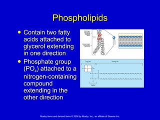 Phospholipids Contain two fatty acids attached to glycerol extending in one direction  Phosphate group (PO 4 ) attached to a nitrogen-containing compound extending in the other direction 