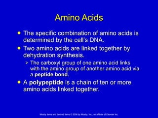 Amino Acids The specific combination of amino acids is determined by the cell’s DNA.  Two amino acids are linked together by dehydration synthesis.  The carboxyl group of one amino acid links with the amino group of another amino acid via a  peptide bond . A  polypeptide  is a chain of ten or more amino acids linked together.  