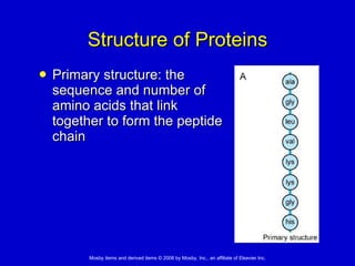 Structure of Proteins Primary structure: the  sequence and number of  amino acids that link  together to form the peptide  chain 