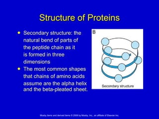 Structure of Proteins Secondary structure: the  natural bend of parts of  the peptide chain as it  is formed in three  dimensions The most common shapes  that chains of amino acids  assume are the alpha helix  and the beta-pleated sheet. 