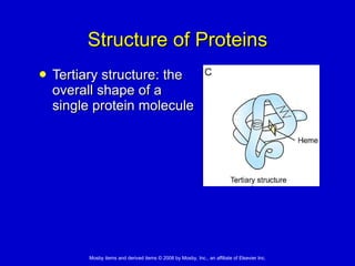 Structure of Proteins Tertiary structure: the overall shape of a single protein molecule 