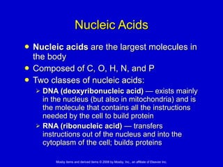 Nucleic Acids Nucleic acids  are the largest molecules in the body  Composed of C, O, H, N, and P  Two classes of nucleic acids:  DNA (deoxyribonucleic acid)  —  exists mainly in the nucleus (but also in mitochondria) and is the molecule that contains all the instructions needed by the cell to build protein  RNA (ribonucleic acid)   —  transfers instructions out of the nucleus and into the cytoplasm of the cell; builds proteins  