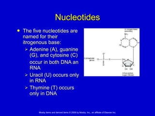 Nucleotides The five nucleotides are named for their itrogenous base:  Adenine (A), guanine (G), and cytosine (C)  occur in both DNA an RNA  Uracil (U) occurs only in RNA  Thymine (T) occurs only in DNA  