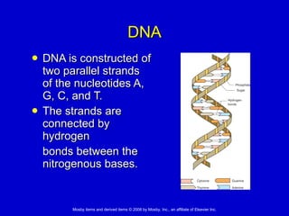 DNA DNA is constructed of two parallel strands of the nucleotides A, G, C, and T.  The strands are connected by hydrogen  bonds between the nitrogenous bases.  