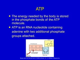 ATP The energy needed by the body is stored in the phosphate bonds of  the ATP molecule. ATP is an RNA nucleotide containing  adenine with two additional phosphate  groups attached.  