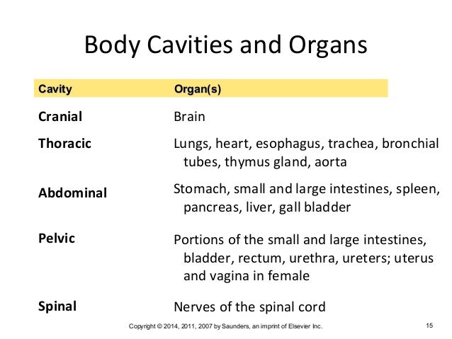 Medical Terminology Chapter 2