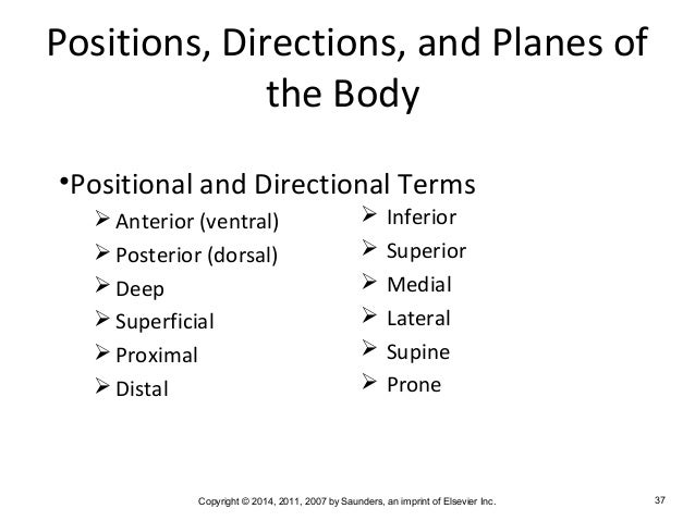 Medical terminology chapter 2