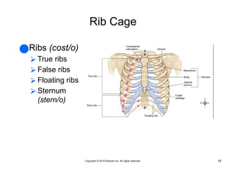 skeletal system and medical terminology. | PPTX