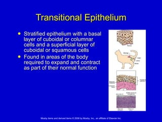 Transitional Vs Simple Columnar 4. Tissues: Living Communities | PPT