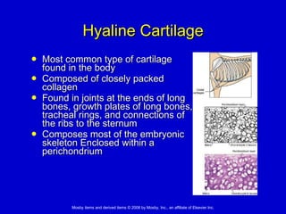 Perichondrium Rib 4. Tissues: Living Communities | PPT