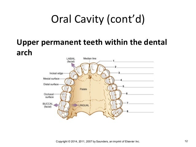 Medical Terminology Chapter 5