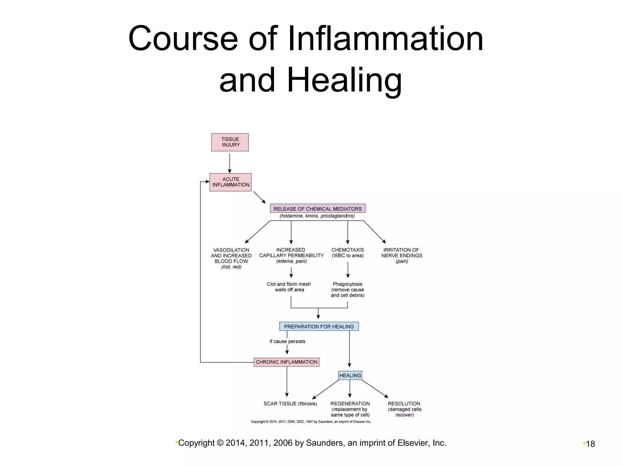 Course of Inflammation 
and Healing 
•Copyright © 2014, 2011, 2006 by Saunders, an imprint of Elsevier, Inc. •18 
 