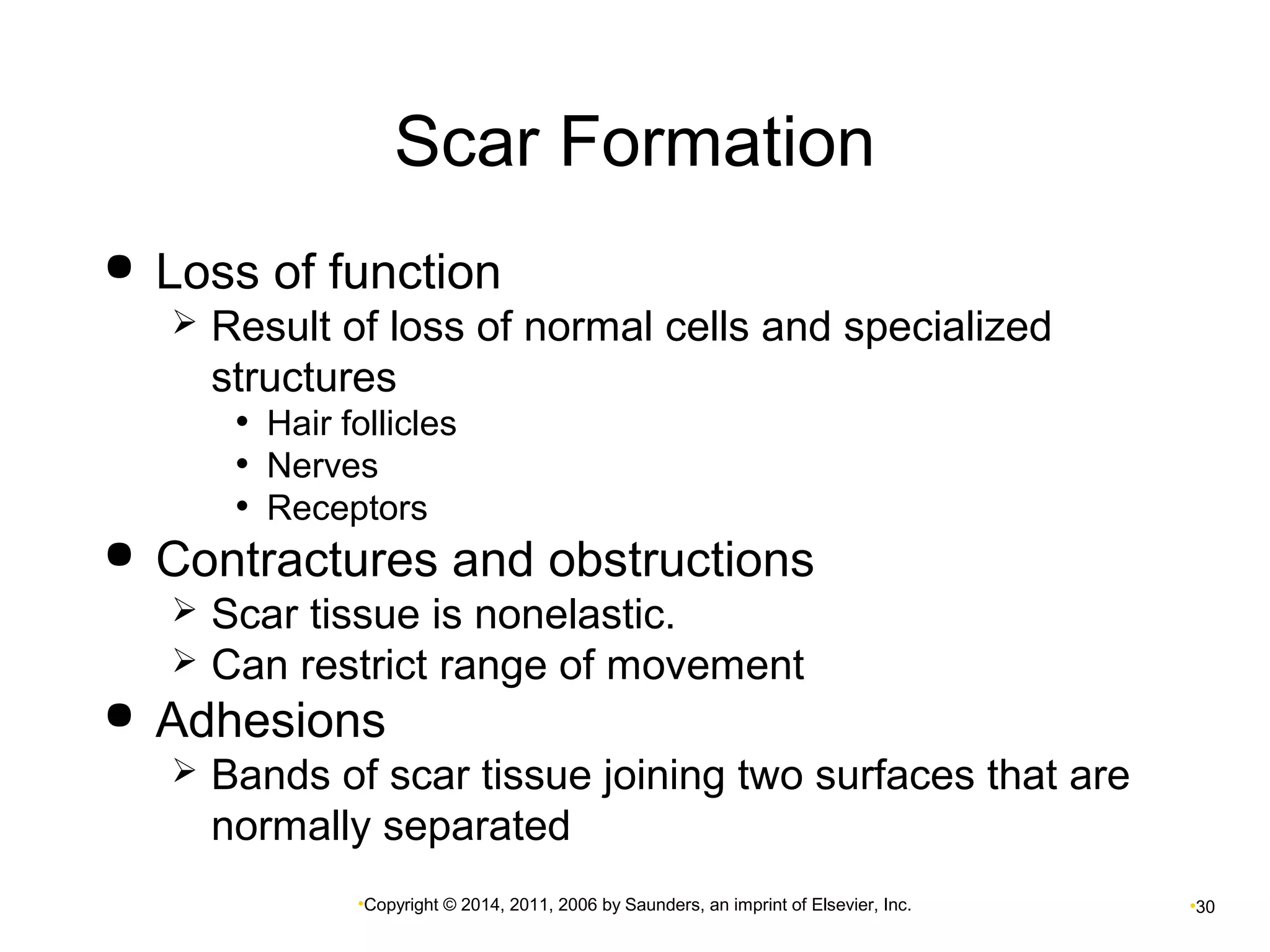 Scar Formation 
 Loss of function 
 Result of loss of normal cells and specialized 
structures 
• Hair follicles 
• Nerves 
• Receptors 
 Contractures and obstructions 
 Scar tissue is nonelastic. 
 Can restrict range of movement 
 Adhesions 
 Bands of scar tissue joining two surfaces that are 
normally separated 
•Copyright © 2014, 2011, 2006 by Saunders, an imprint of Elsevier, Inc. •30 
 
