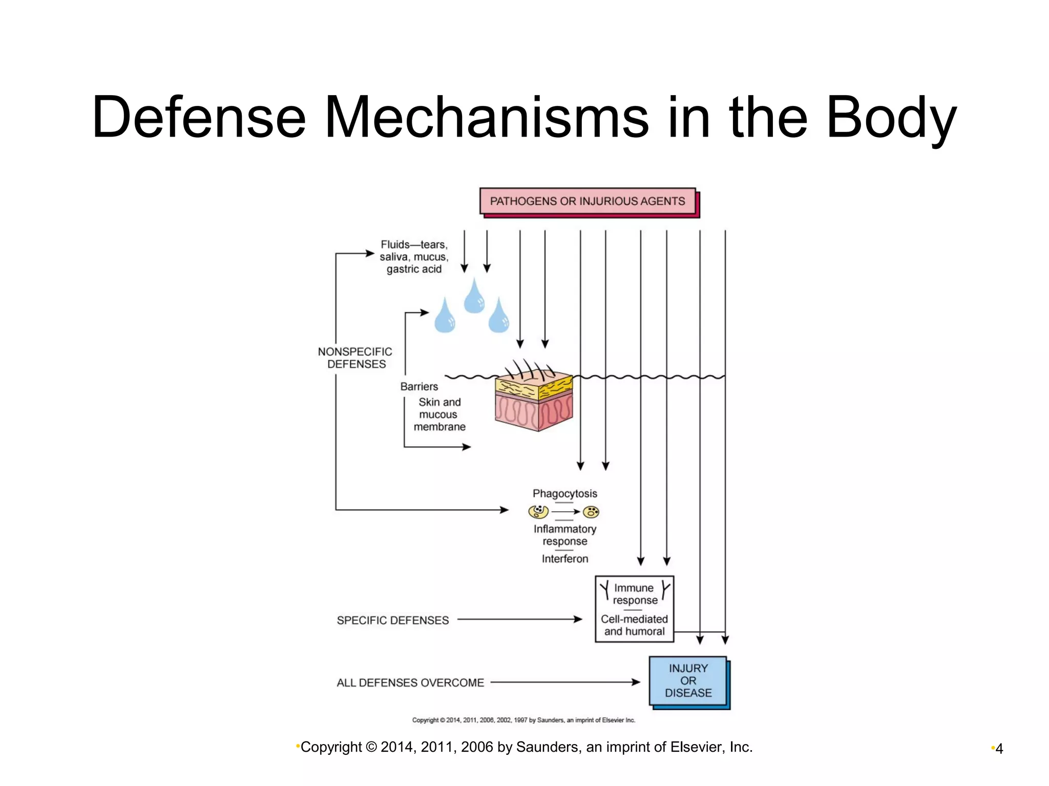 Defense Mechanisms in the Body 
•Copyright © 2014, 2011, 2006 by Saunders, an imprint of Elsevier, Inc. •4 
 