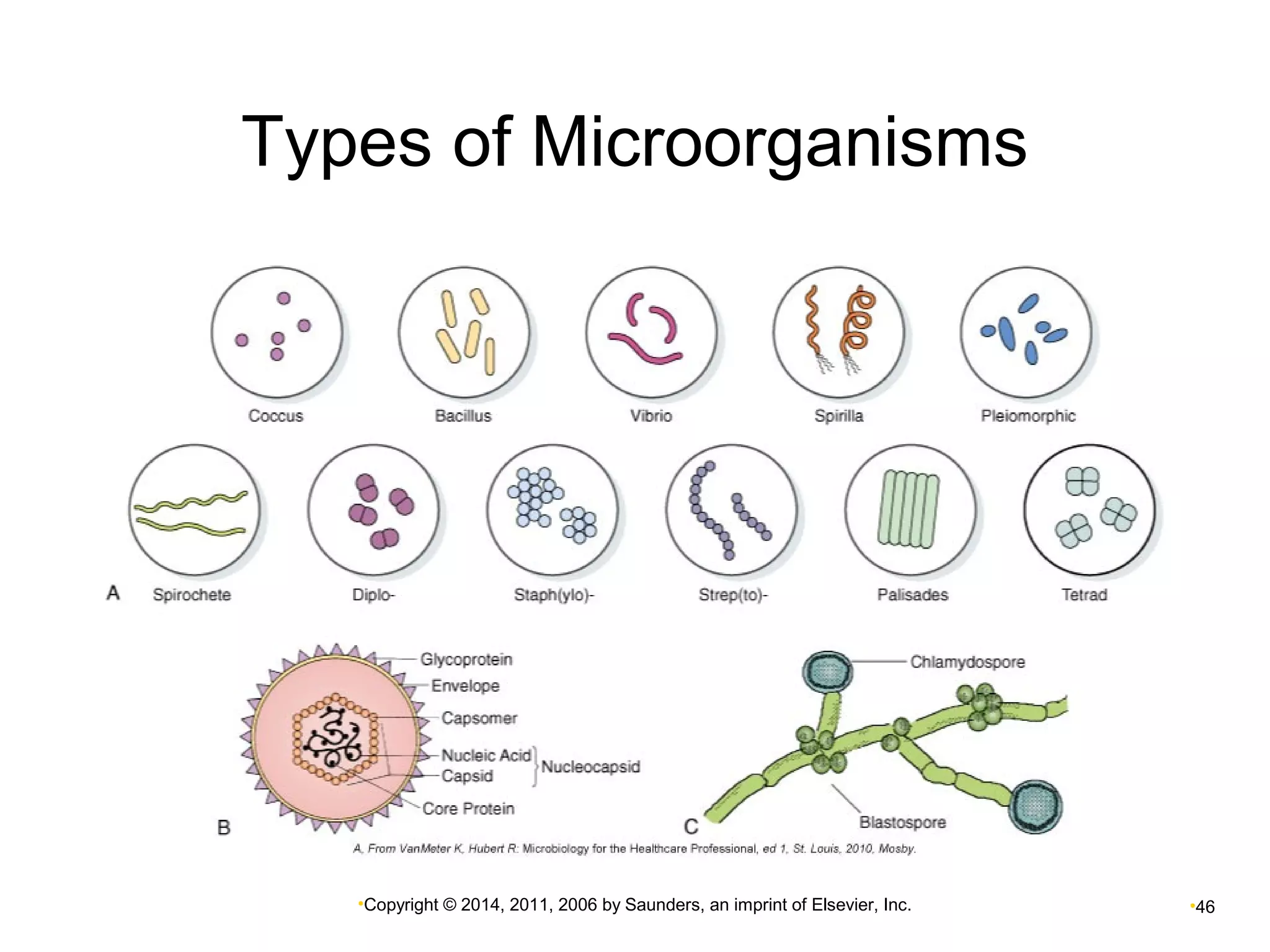 Types of Microorganisms 
•Copyright © 2014, 2011, 2006 by Saunders, an imprint of Elsevier, Inc. •46 
 