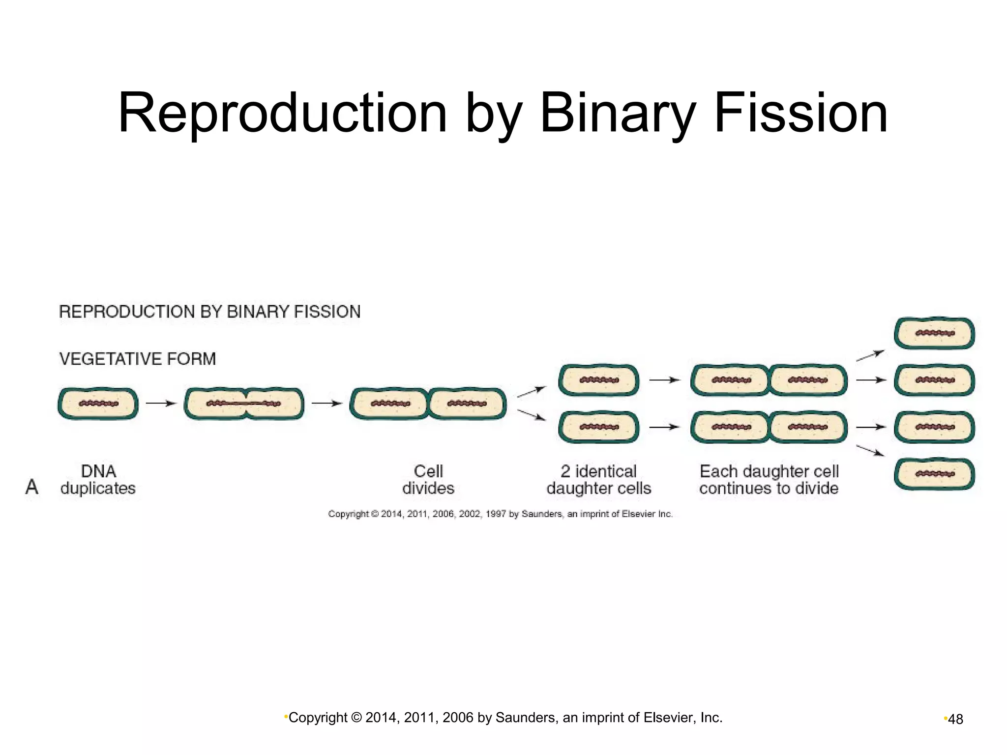 Reproduction by Binary Fission 
•Copyright © 2014, 2011, 2006 by Saunders, an imprint of Elsevier, Inc. •48 
 