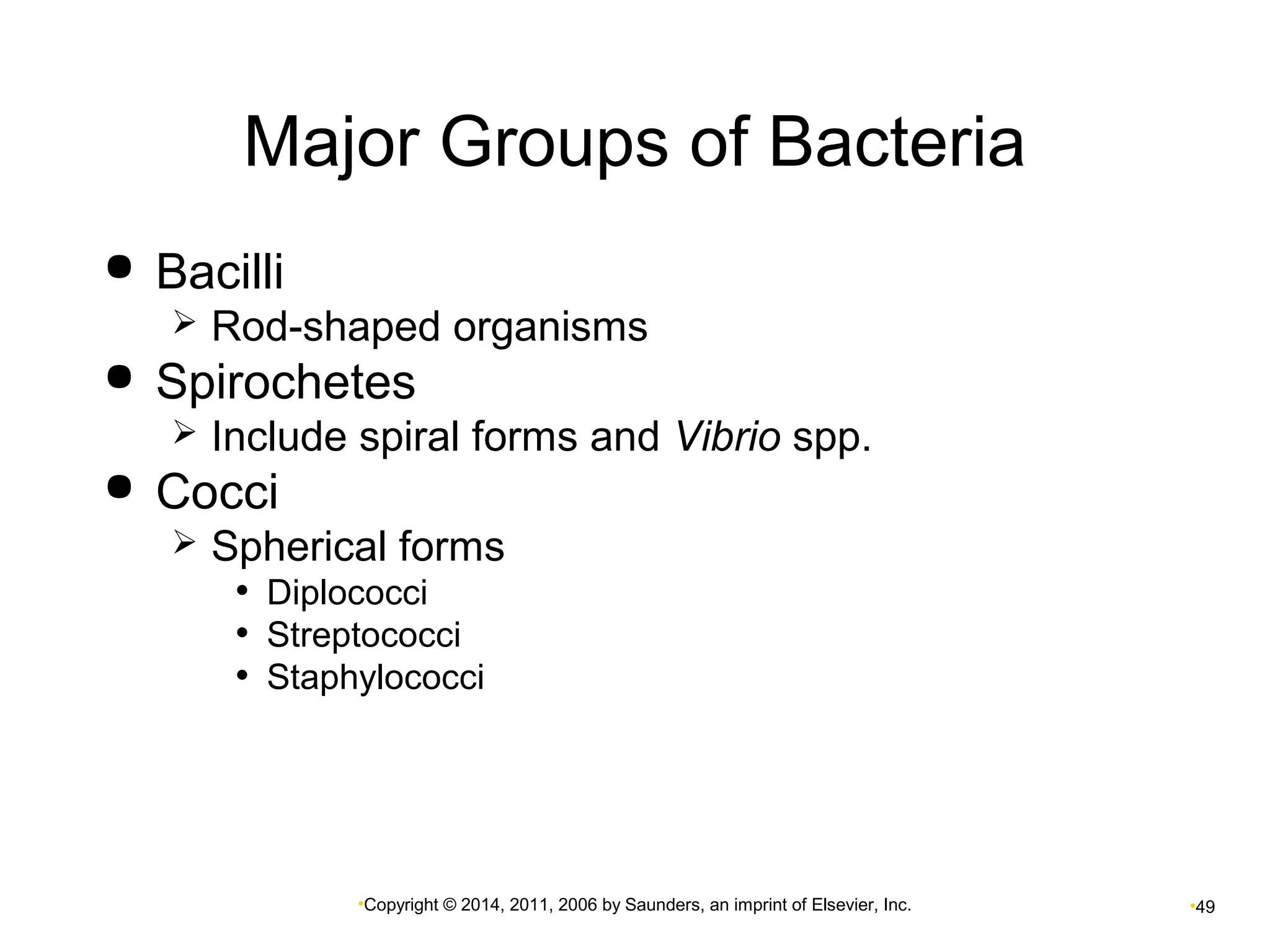 Major Groups of Bacteria 
•Copyright © 2014, 2011, 2006 by Saunders, an imprint of Elsevier, Inc. •49 
 Bacilli 
 Rod-shaped organisms 
 Spirochetes 
 Include spiral forms and Vibrio spp. 
 Cocci 
 Spherical forms 
• Diplococci 
• Streptococci 
• Staphylococci 
 