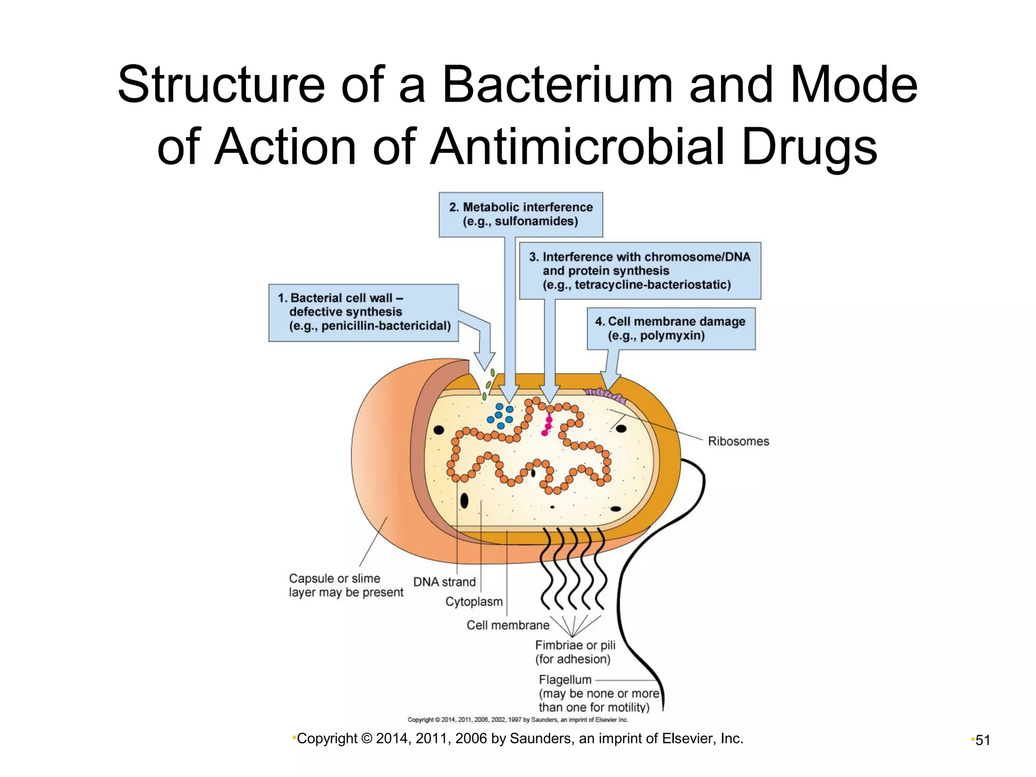 Structure of a Bacterium and Mode 
of Action of Antimicrobial Drugs 
•Copyright © 2014, 2011, 2006 by Saunders, an imprint of Elsevier, Inc. •51 
 