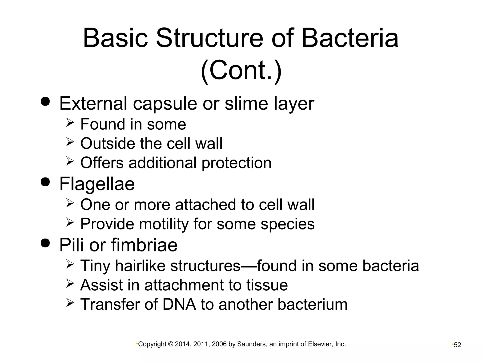 Basic Structure of Bacteria 
(Cont.) 
 External capsule or slime layer 
 Found in some 
 Outside the cell wall 
 Offers additional protection 
•Copyright © 2014, 2011, 2006 by Saunders, an imprint of Elsevier, Inc. •52 
 Flagellae 
 One or more attached to cell wall 
 Provide motility for some species 
 Pili or fimbriae 
 Tiny hairlike structures—found in some bacteria 
 Assist in attachment to tissue 
 Transfer of DNA to another bacterium 
 